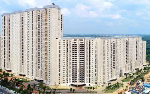 DLF Camellias